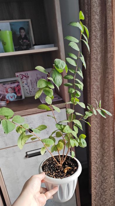 Комнатные цветы, цены от 2000