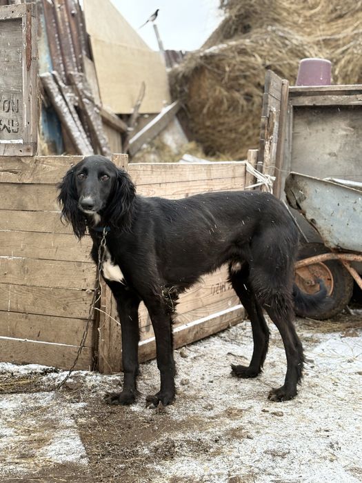 Тазы полтора года