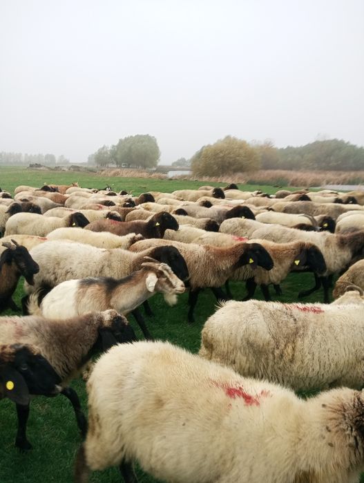 Oi carabase de Vanzare