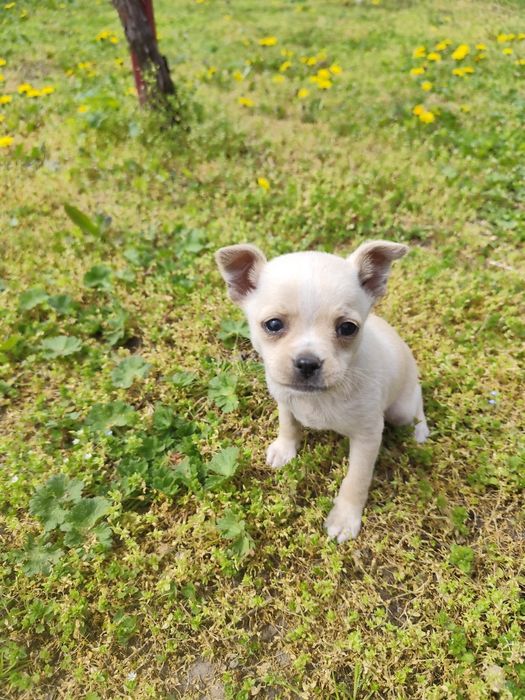 Продавам мъжки Пинчер