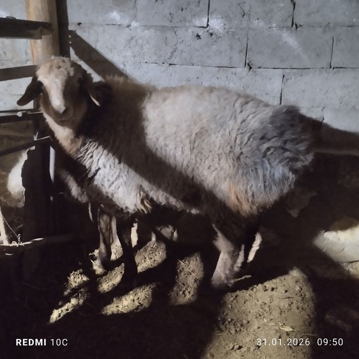 Зотдор кучкор сотилади