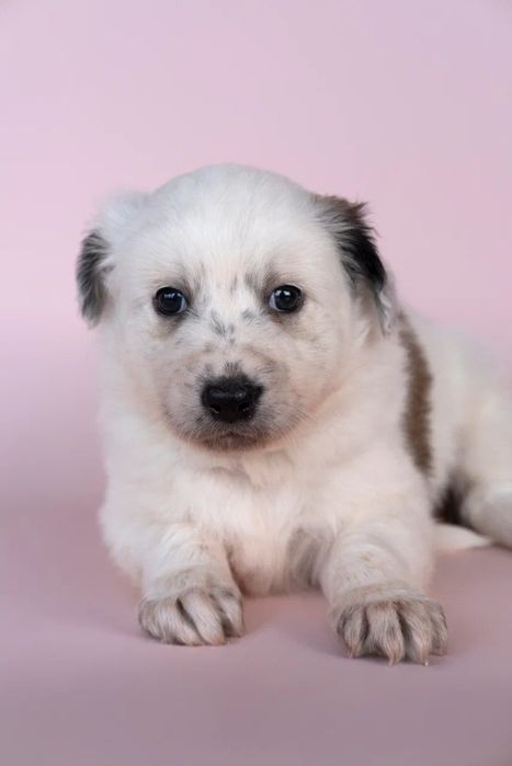 Щенки в добрые руки