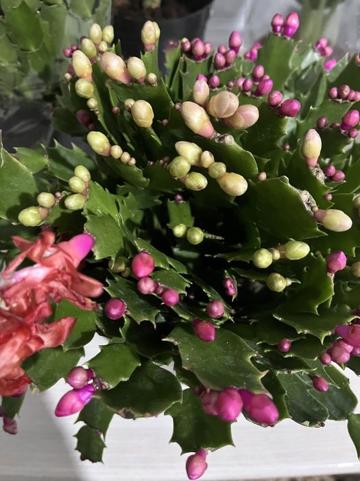 Комнатные растения