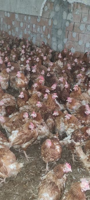 Găini 11 luni - Comandă 20 buc - Transport la domiciliu