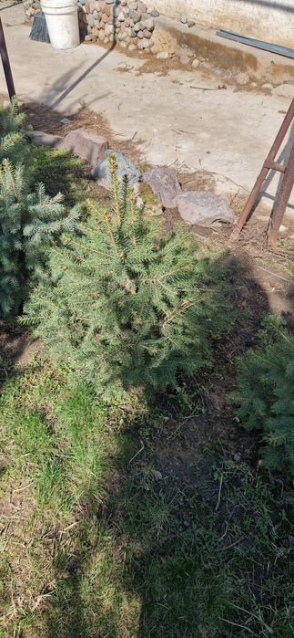 Продам Голубые ели,Эльдарские сосны