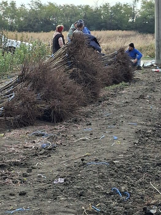 Vând Pomii Fructiferi Altoiți Clasici și Columnari anul 3 de vegetație