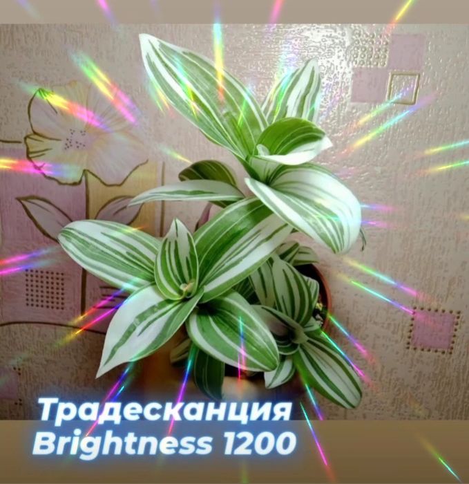 Комнатные цветы, растения