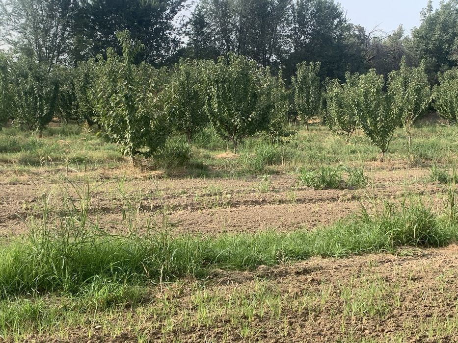 Bog’ maydoni 30 sotx giloz bog 100ta kochat bor