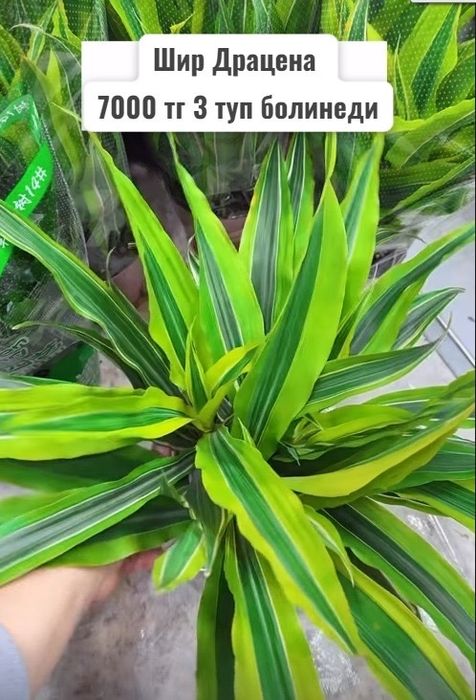 Комнатные растения