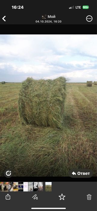 Продам сено луговое