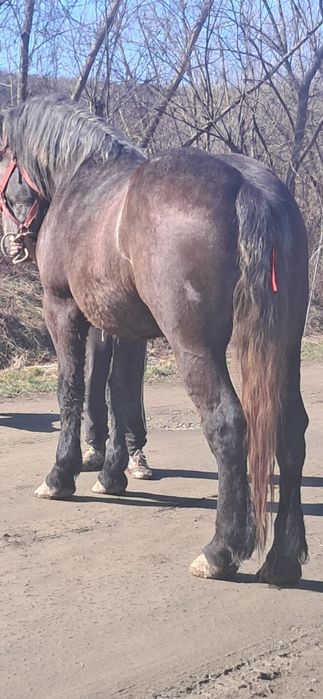 Vând mînză sură de 2 ani jumate