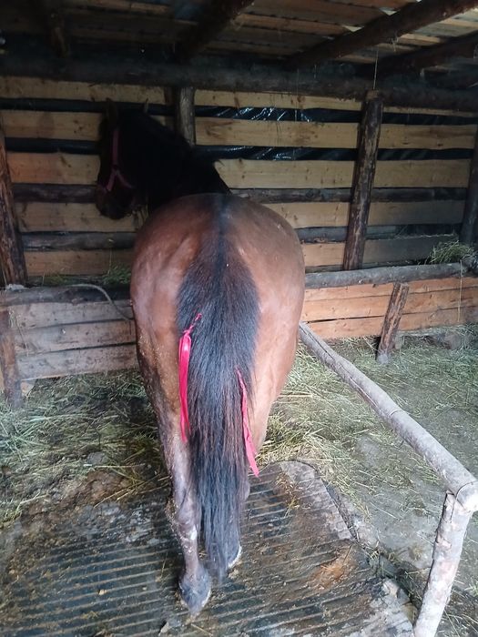 Cal de vânzare Maxut