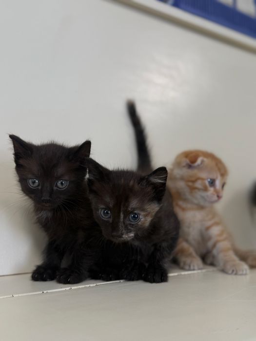 Отдадим котят в добрые руки !!!