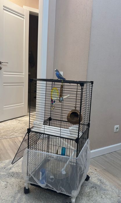 попугай волнистый