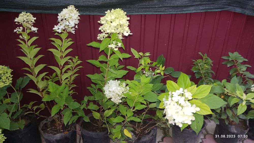 Продам гортензию  тую брабант