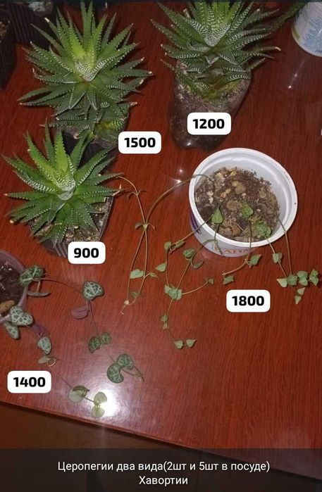 Суккуленты разные,укореняшки,срезы..