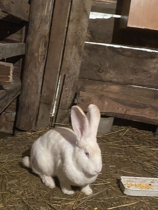 Продам крольчят