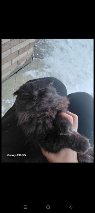 Отдам кошку подростка