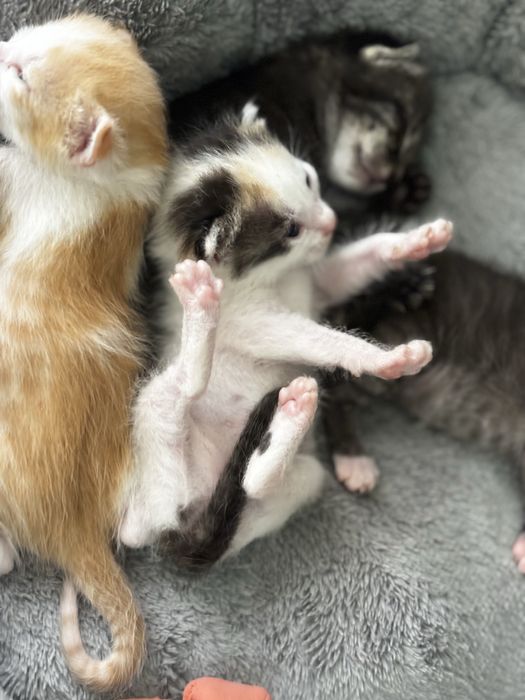 Котятки маленькие