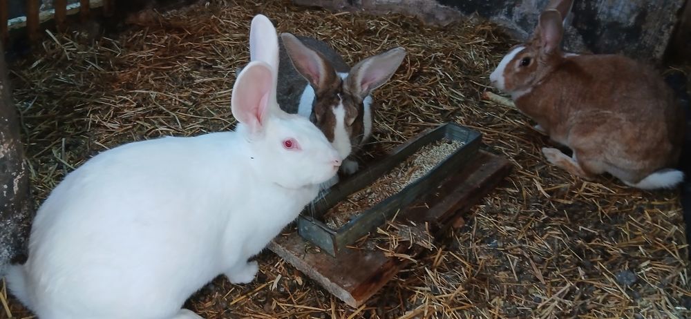 Femele hycole francez de vânzare