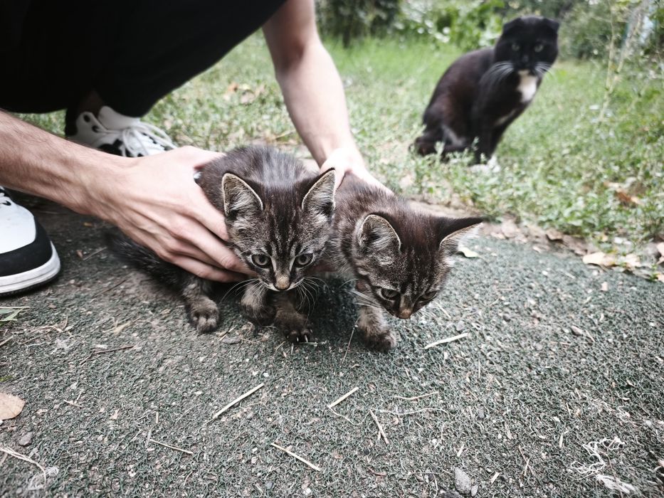 Отдам котят бесплатно