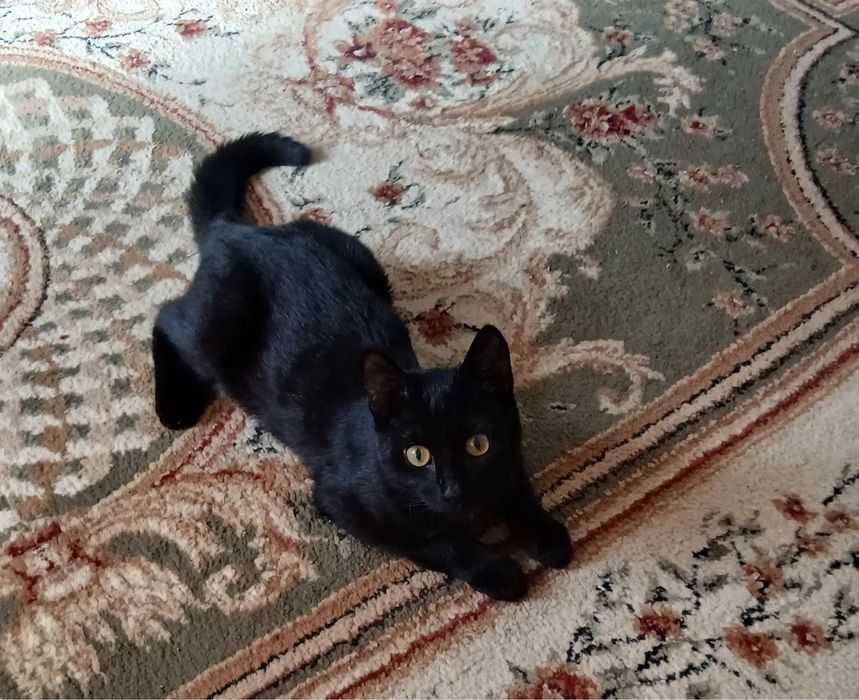 Котик Бомбей ищет семью. Кастрирован