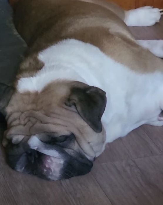 Английский бульдог вязка