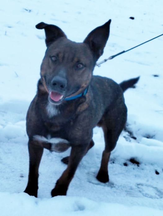 Стаффордширский бультерьер ищет дом. Мальчик.