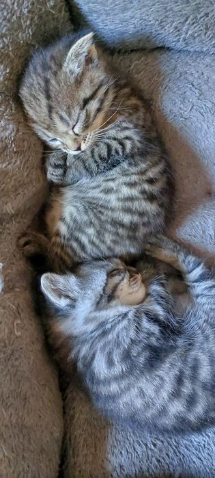 Котята вислоушки