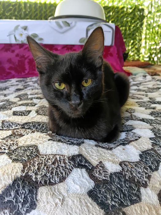 Отдам котят в хорошие руки