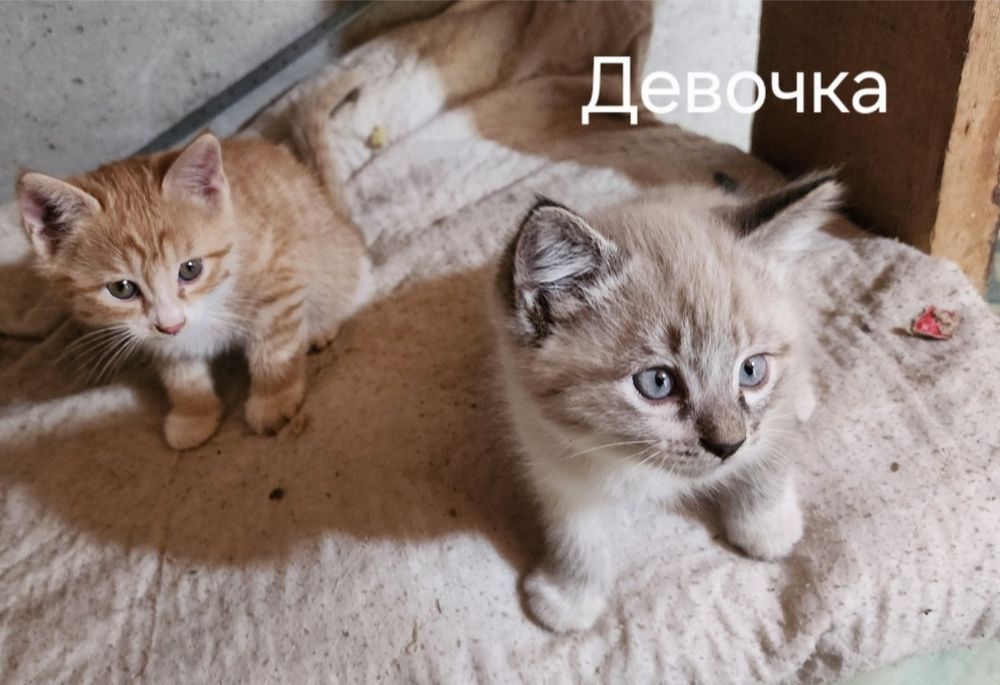 Самарканд.  Домашний котята