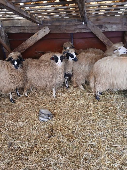 Vand 12 cârlane breze