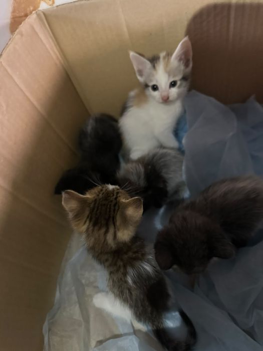 котята бесплатно