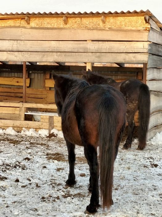 Лошади с откорма