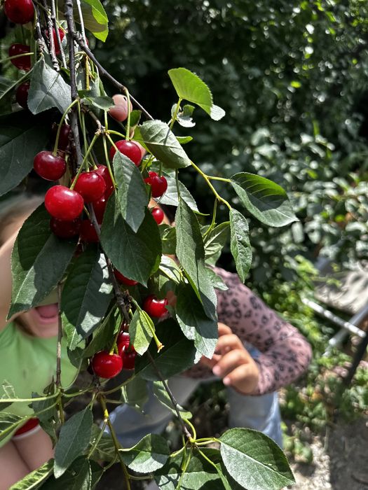 Сдам новый дом в экологически чистом месте