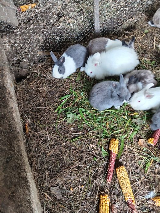 Iepuras de companie Cap de Leu pitic