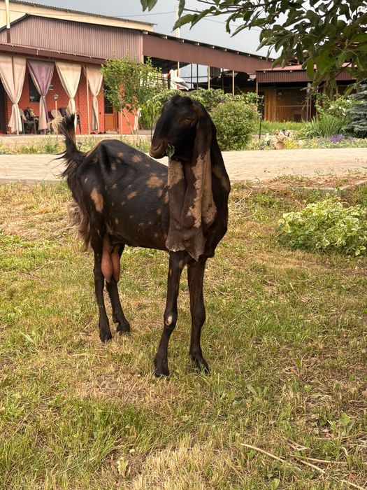 Продам коз пароля Камори ! ЧП
