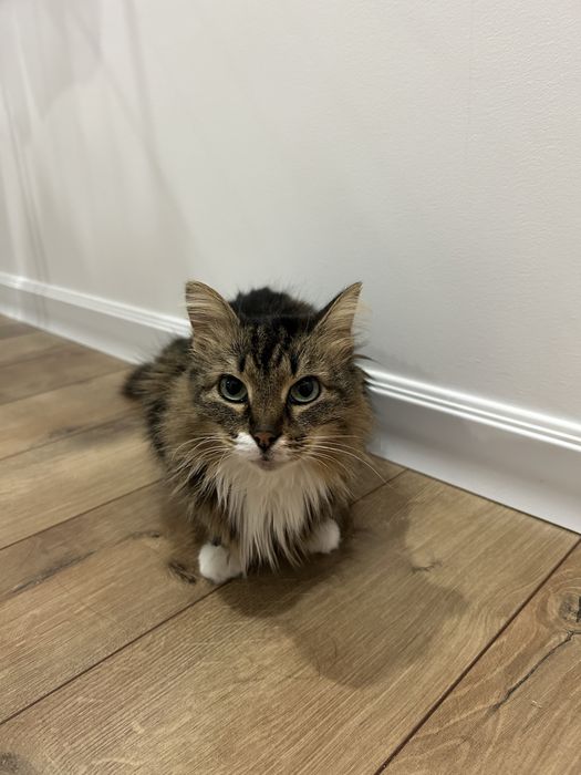 Отдам кошку в добрые руки