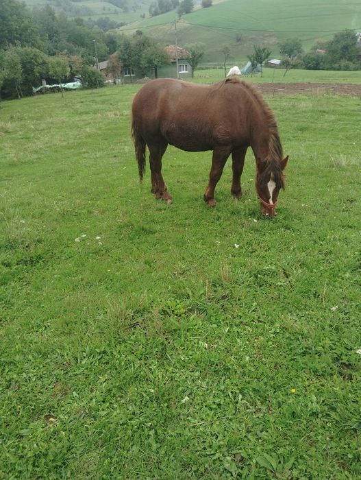 De vânzare mânz ciocolatiu 1,2 luni și mânză sarga 1,3 luni