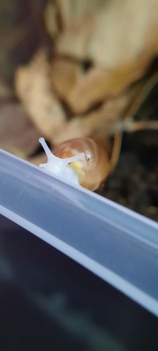 Архахатины улитки