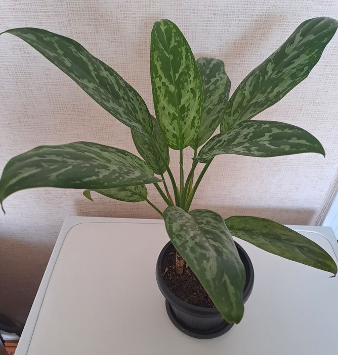 Продам комнатное цветы  ухоженные,