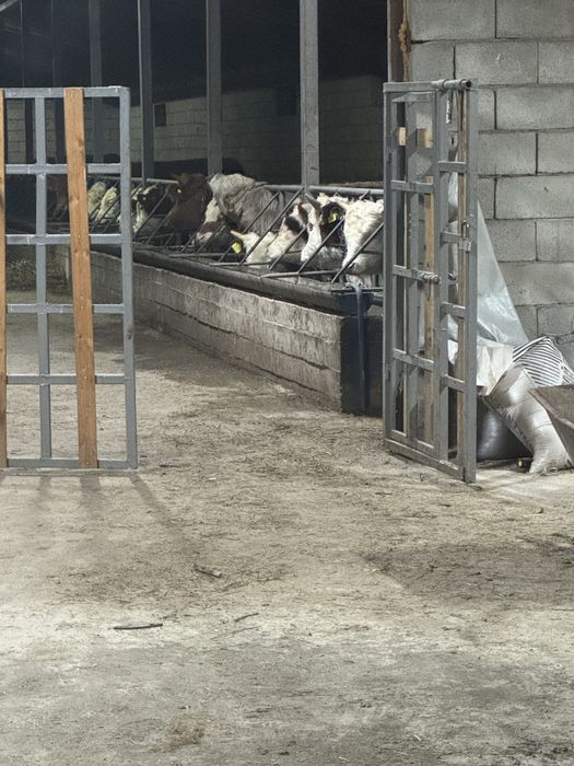 Продам бычков 20 голов