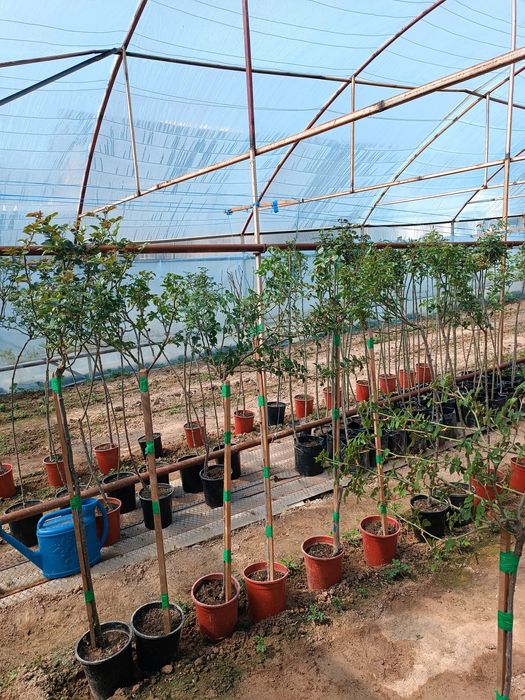 atirgul ko'chatllari sotamiz