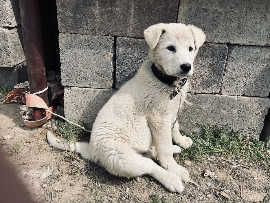 Турецкая собака Акбаш Ұрғашы/Девочка