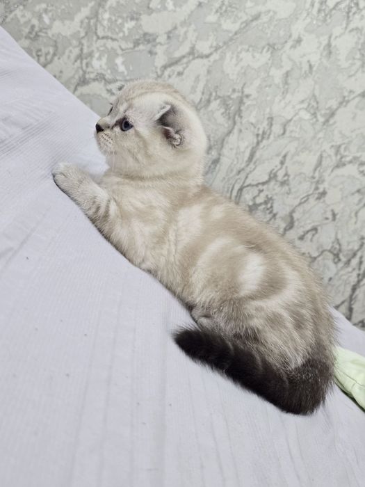 Продаются породистые котята скотиш фолд 2 девочки и 2 мальчика