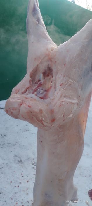 Семыз кой токтылар