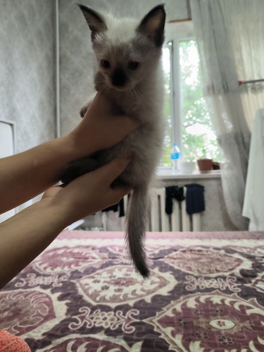 Отдам в хорошие руки