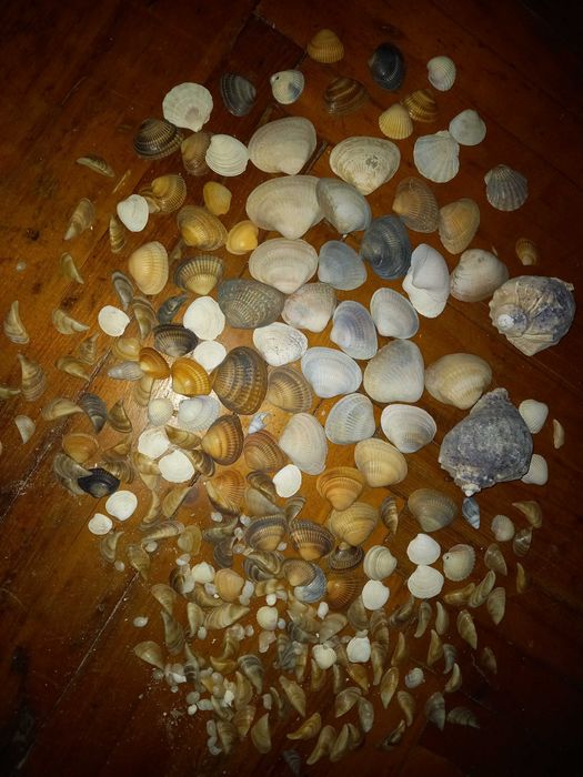 Комплект натуральных ракушек для аквариума