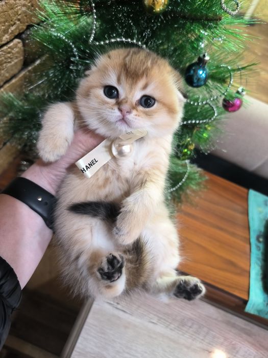 Шикарный котёнок от правильной вязки