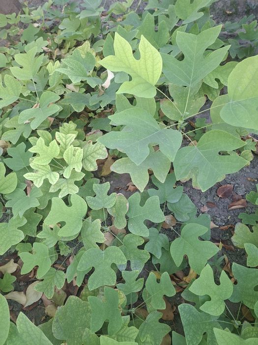 Лола дарахти; Тюльпановое дерево; Лириодендрон тюльпановое